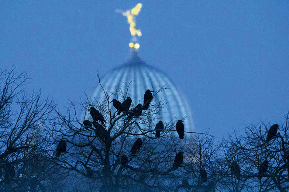 Etwa 2000 Krähen schlafen regelmäßig
am Zwinger, sammeln sich vorab an anderen Plätzen.