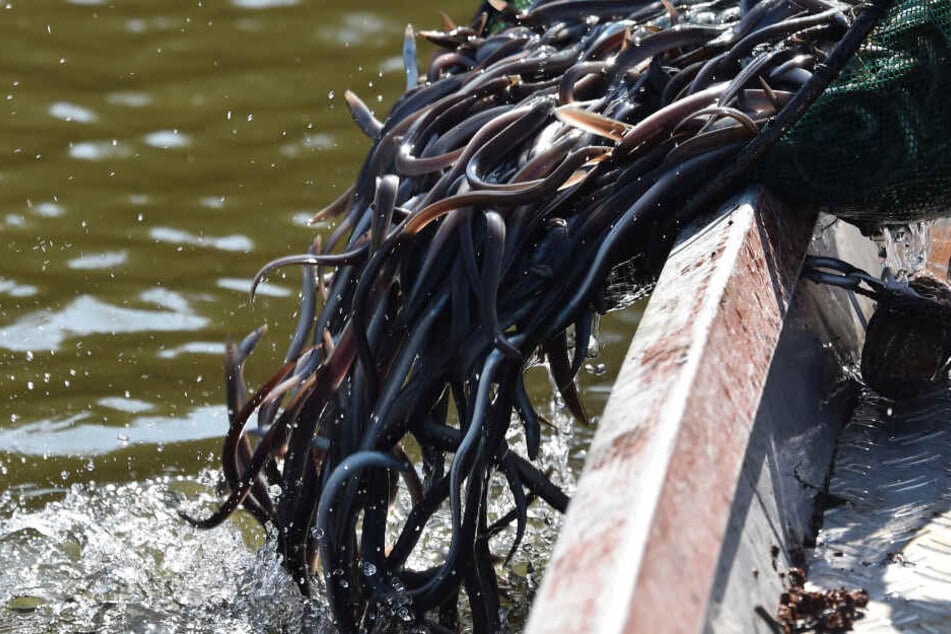 Jungaale werden von einem Boot aus ins Wasser gelassen.
