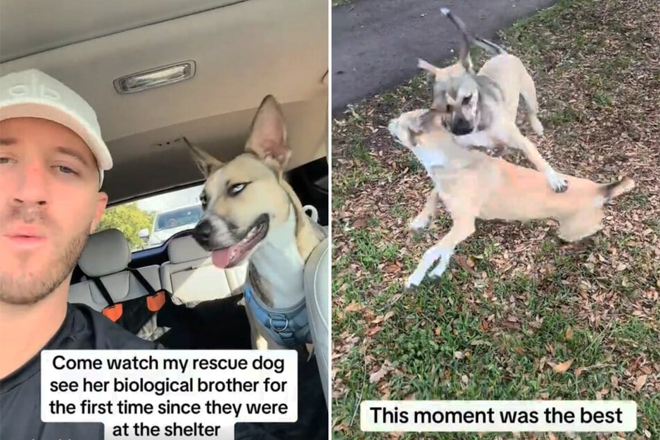 Die Hundedame Aspen ist ein Mix aus Husky, Belgischem Schäferhund und Pitbull.