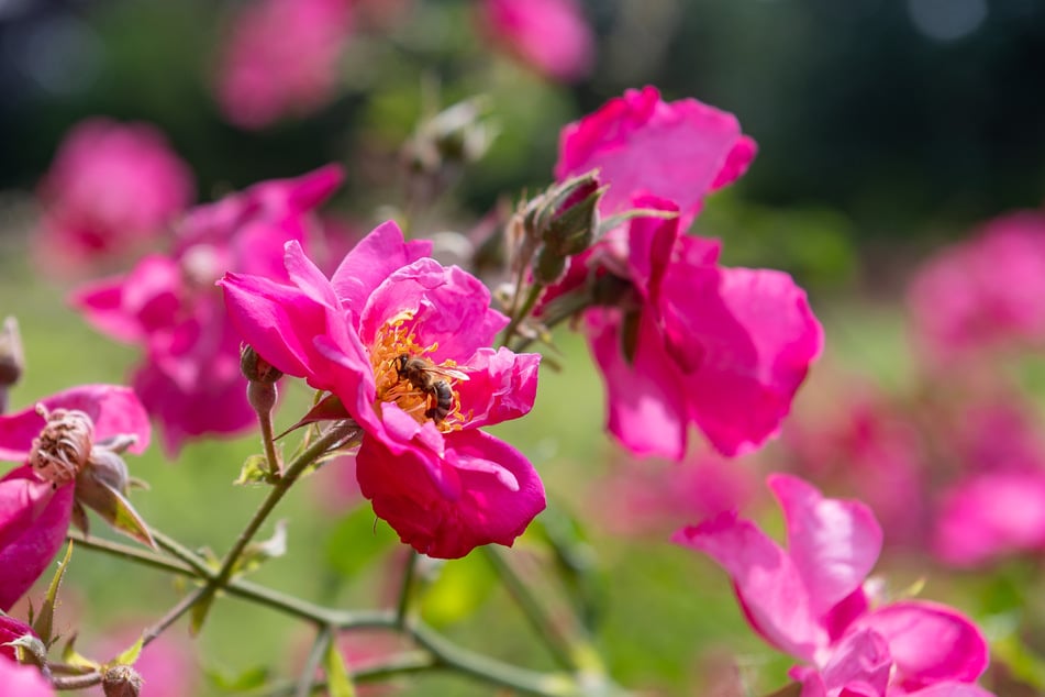 Eine Biene sammelt Pollen der Rose "Odette".
