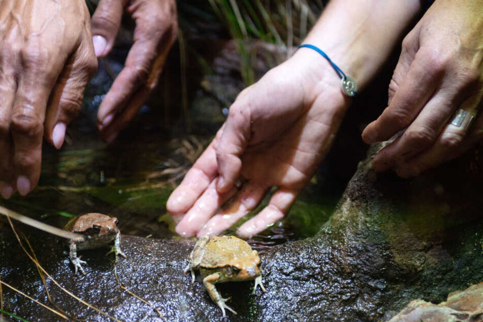 Die beiden als blinden Passagiere nach Deutschland gekommenen Roten Kröten werden in einem Terrarium zusammengeführt.