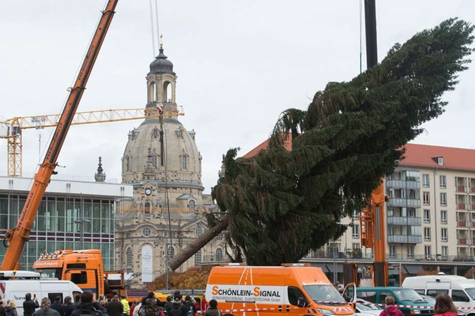 Mit zwei Kränen wurde der 20 Meter hohe Baum aufgerichtet.