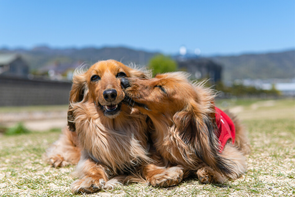 These two dachshunds are set to live long and loving lives together.