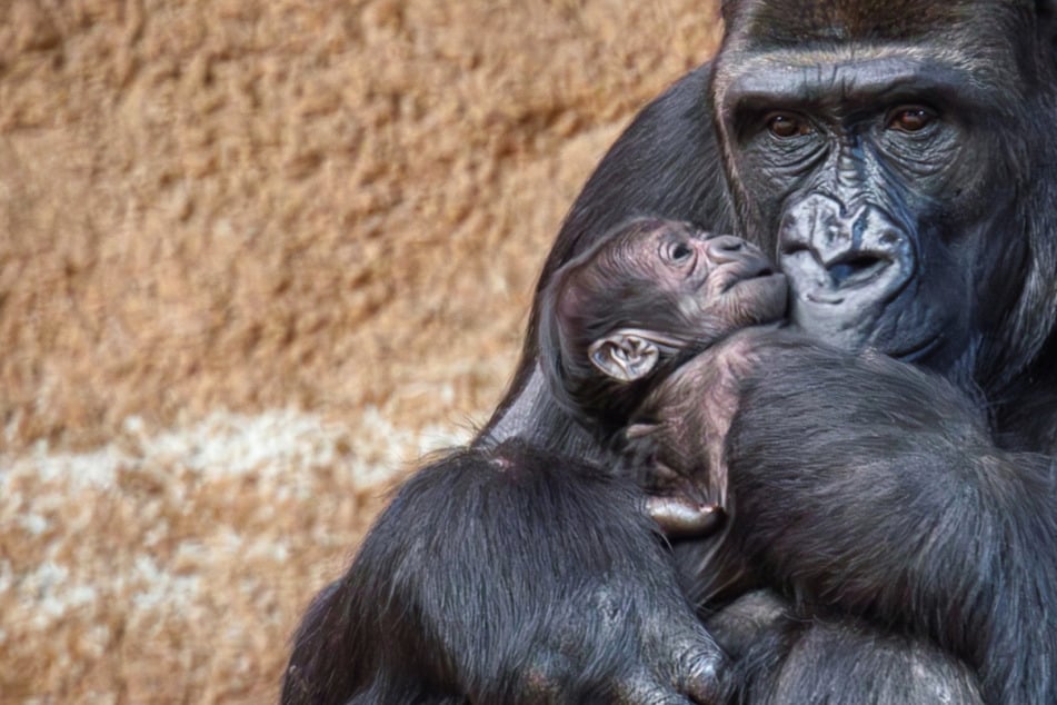 Süßes Gorilla-Baby geboren, doch eine Sache ist noch unklar