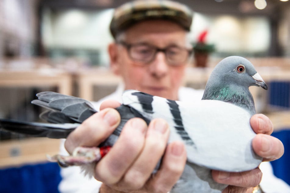 Ein Züchter mit seiner Brieftaube. Tierschutz werde groß geschrieben heißt es von Seiten des Verbandes.