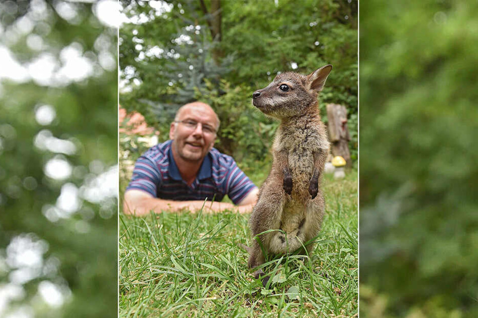 Die beiden haben sich gefunden: Känguru-Baby Gertrud erkundet vorsichtig die Welt, während ihr Ziehpapa Heiko Drechsler (56) auf sie aufpasst.