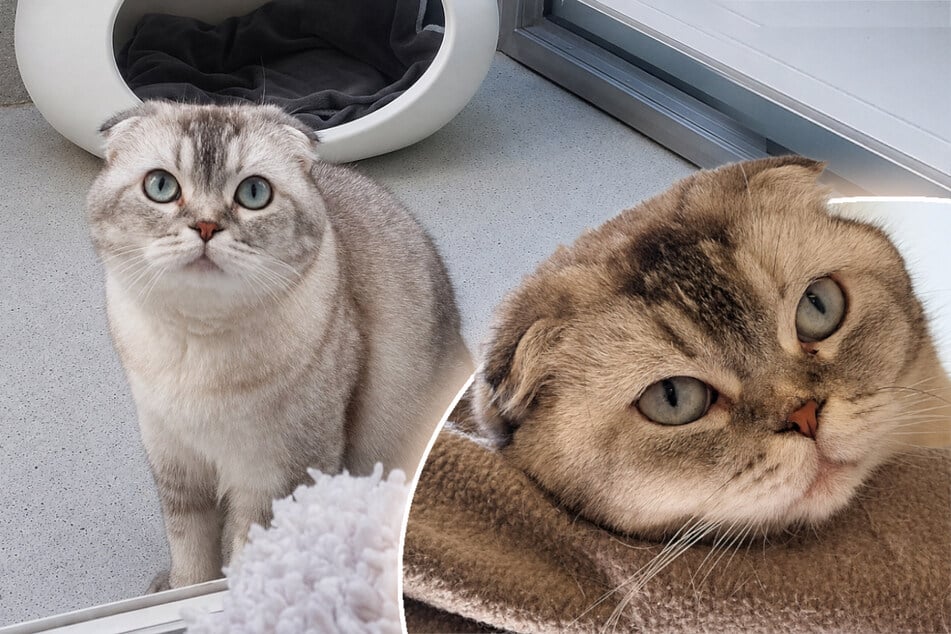 Katze verhält sich auffällig: Tierpfleger haben traurige Vermutung