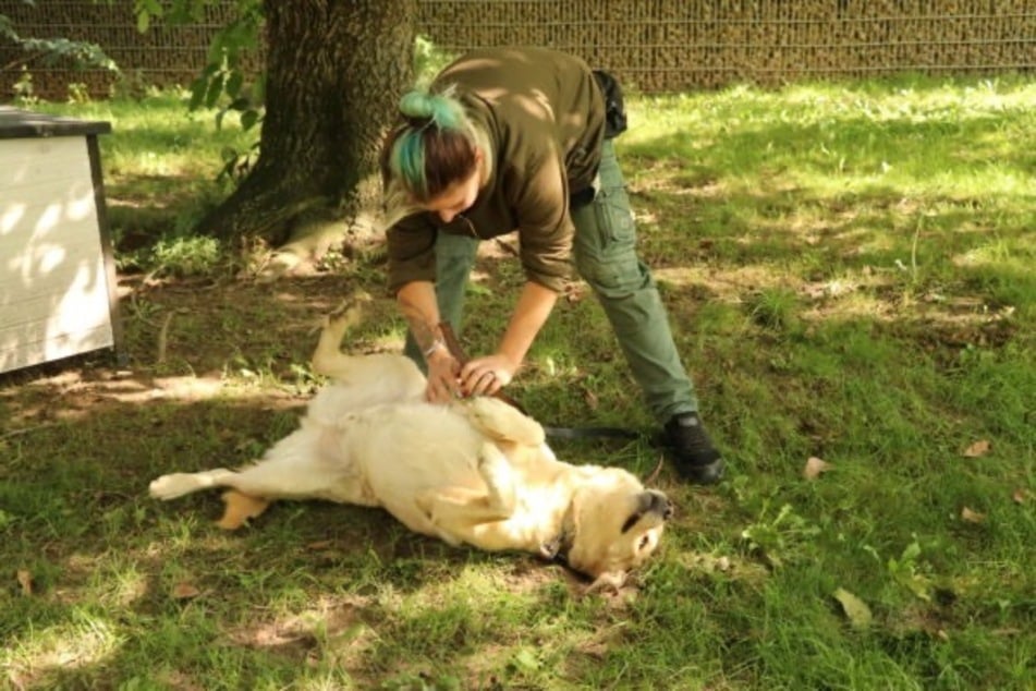 Der Vierbeiner sehnt sich danach, bald das Tierheim hinter sich zu lassen.