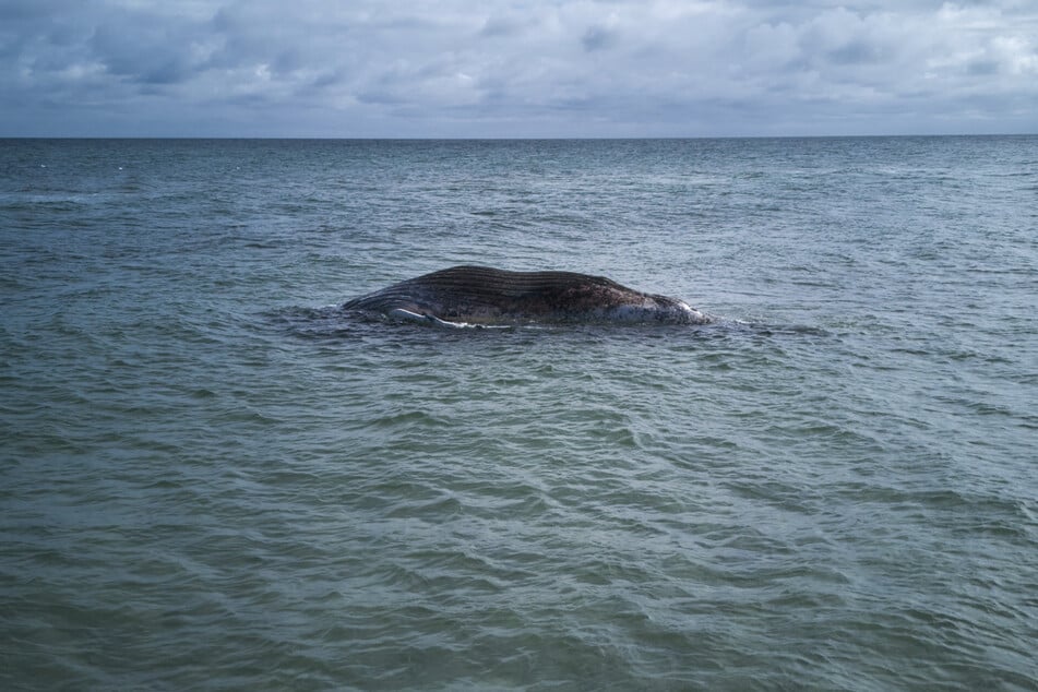 Die Reise des Ozeanriesen endete am Strand der dänischen Insel Anholt.