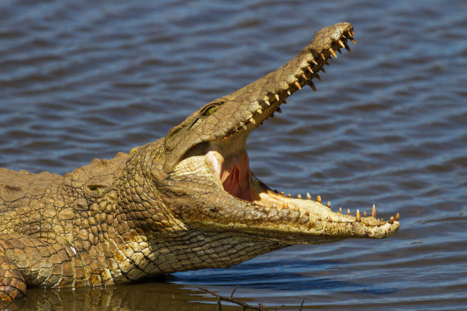 Das Krokodil biss dem Touristen den Arm teilweise ab. (Symbolbild)