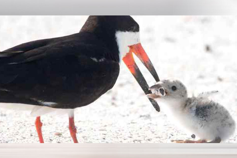 Die Vogelmutter füttert ihr Junges mit einer alten Kippe.