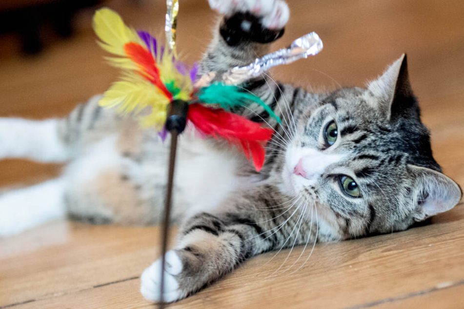 Sächsin kauft Katze, plötzlich werden die Verkäufer brutal