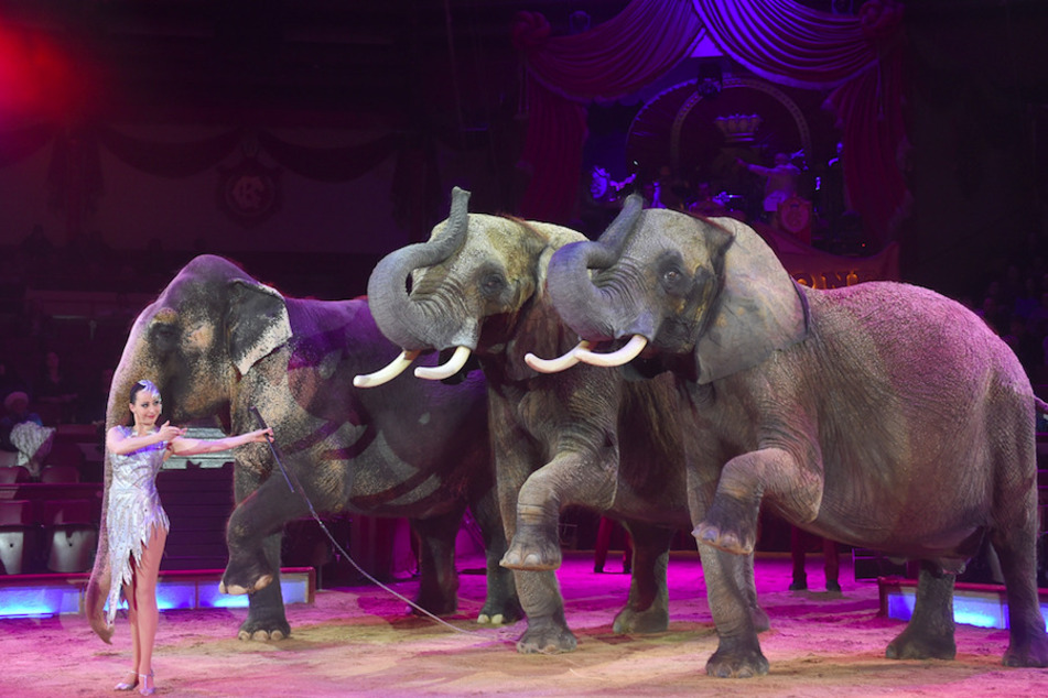 Jana Mandana Lacey-Krone tritt mit ihren Elefanten im Circus Krone 2016 auf - ganz links die afrikanische Elefantenkuh Mala. (Archivbild)
