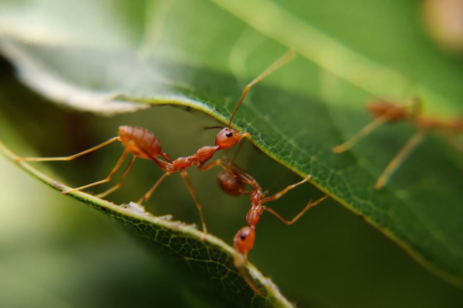 Ants might not be smart on their own, but as a group they are incredibly intelligent.