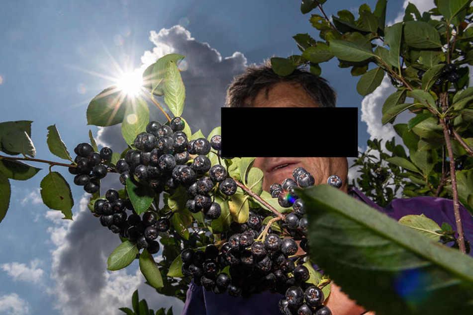 Jörg H. auf seiner Plantage. Er baut dort Aronia-Beeren an, die als besonders gesundheitsfördernd gelten.