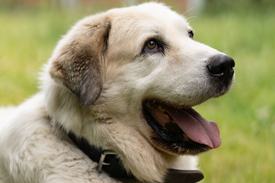 Yuki lebt zurzeit im Tierheim Troisdorf und ist auf der Suche nach einer liebevollen Pflegestelle.