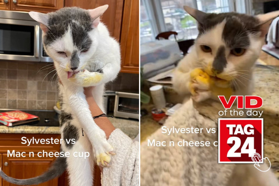 viral videos: Viral Video of the Day for April 13, 2023: Mac and Cheesy Paws