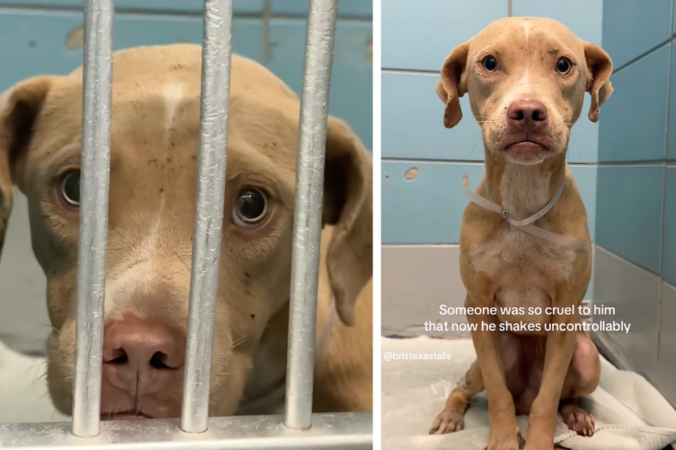 Als Hund "Kevin" im Tierheim abgegeben wurde, war er von Parasiten befallen und krank gewesen. Zudem hatte er eine riesige Angst vor Menschen.