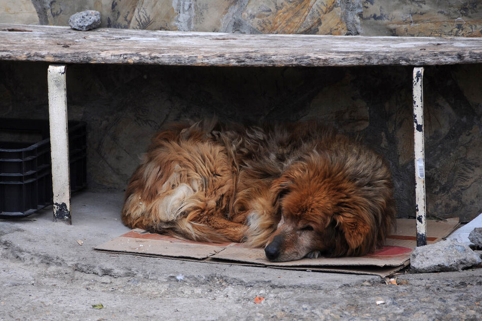 Tierschützer geben ihr Bestes, um das Leid von Straßenhunden zu stoppen.