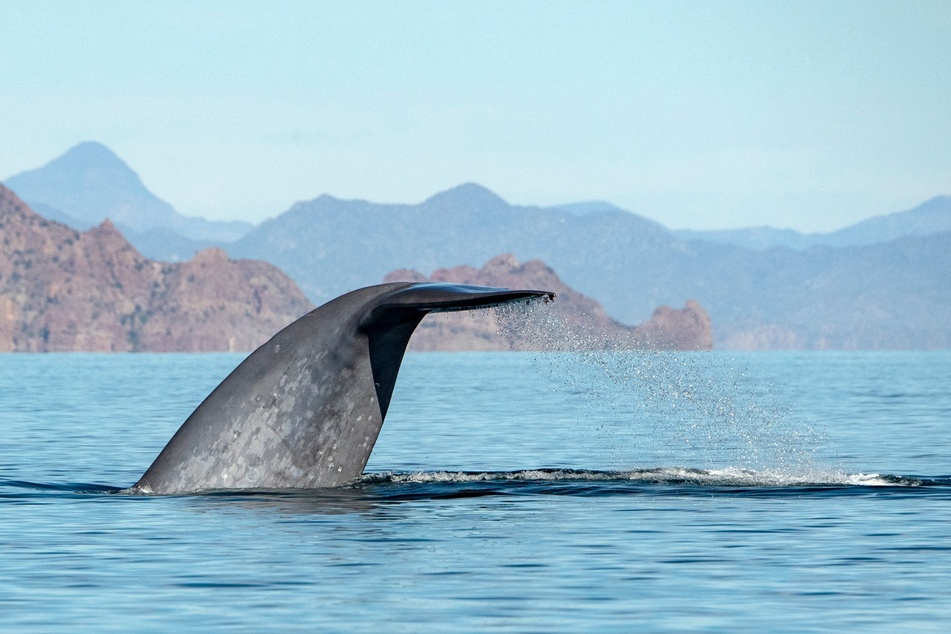 Der Blauwal ist zwar ein Riese, aber eine stark gefährdete Art.