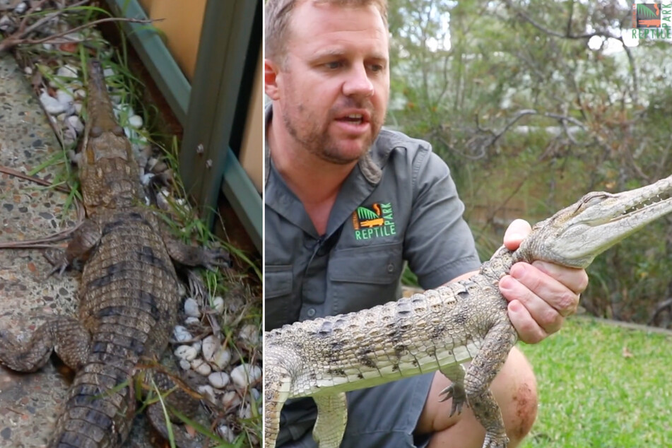 Crocodile discovered in backyard, over 1,000 miles from natural habitat!