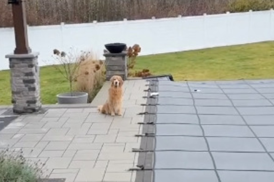 Tucker makes his displeasure clear that the pool in his yard is covered for the winter.