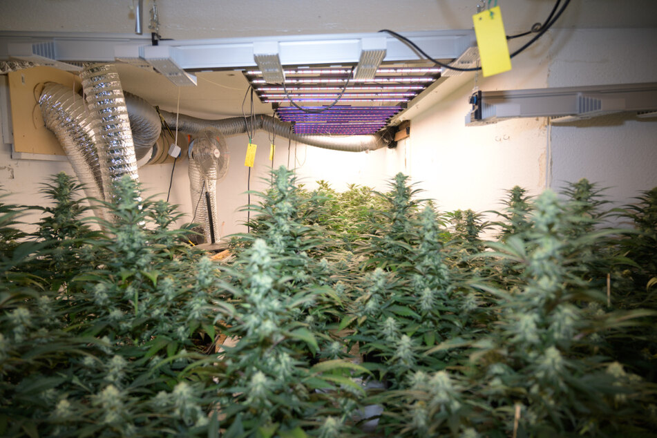 Im Keller des Hauses fanden die Beamten eine Cannabis-Plantage.