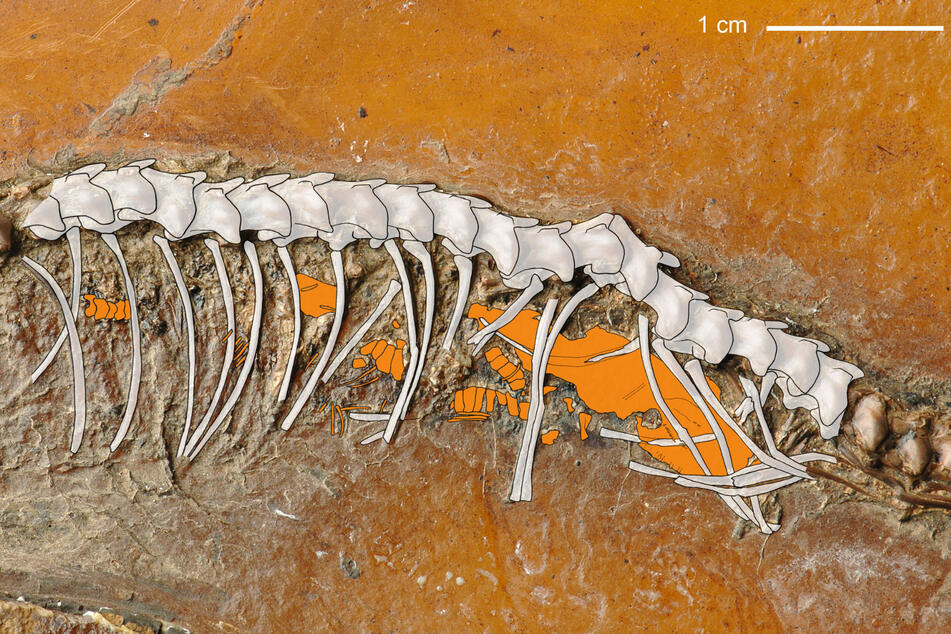 Im hinteren Abschnitt der weiblichen Schlange sind Knochen von mindestens zwei Embryonen zu erkennen.