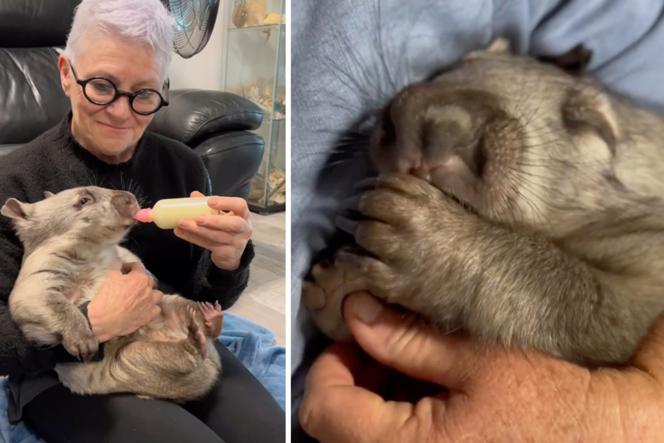 Das kleine Wombat-Mädchen Summa wird mit der Flasche aufgezogen. Sie genießt es offenbar sehr, mit ihren Pflegern zu kuscheln.