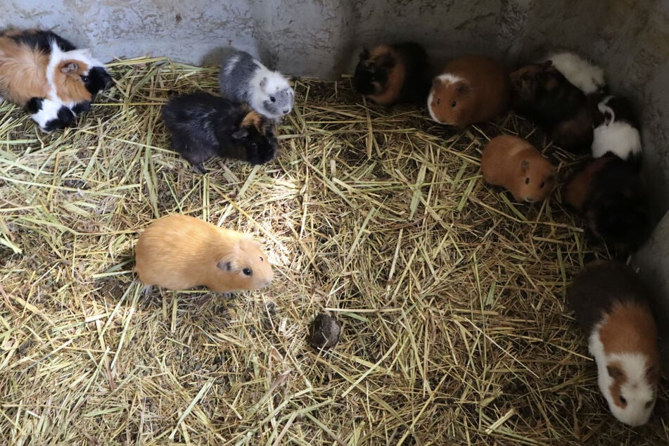 Auch dutzende Meerschweinchen wurden gerettet.