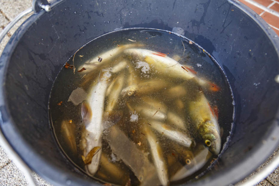 Dutzende tote Fische, darunter zahlreiche Bachforellen, wurden im Gablenzbach entdeckt.