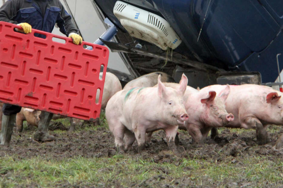 Nach dem Unfall treibt ein Mann Schweine auf einer Wiese zusammen.
