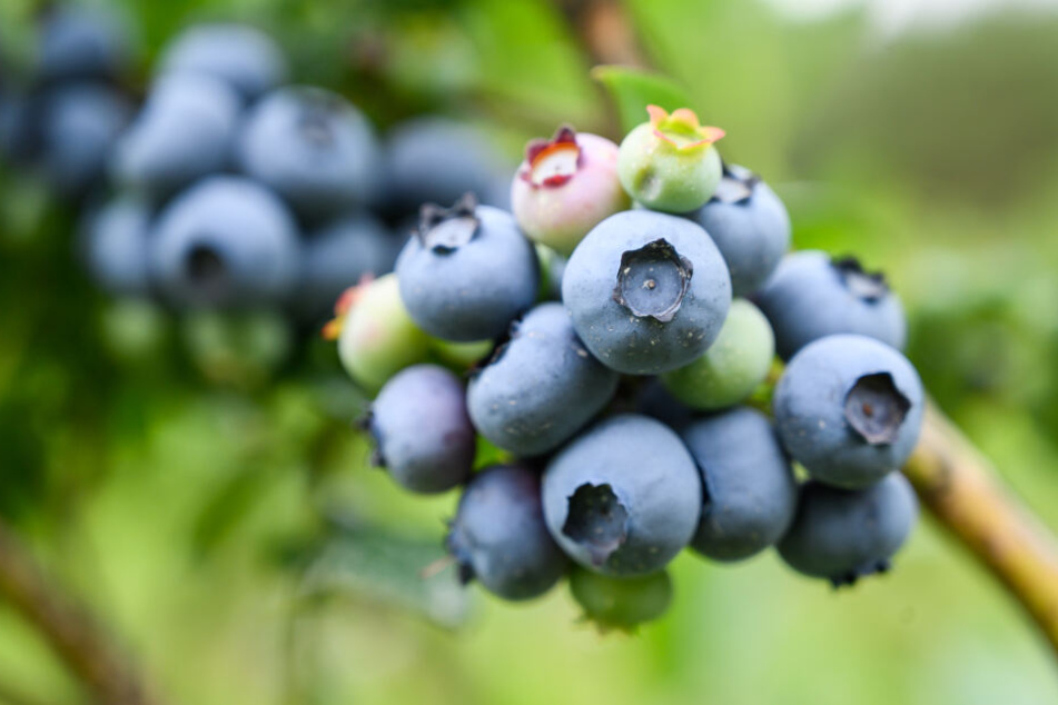 Blaubeeren stehen bei diesem Event im Vordergrund.