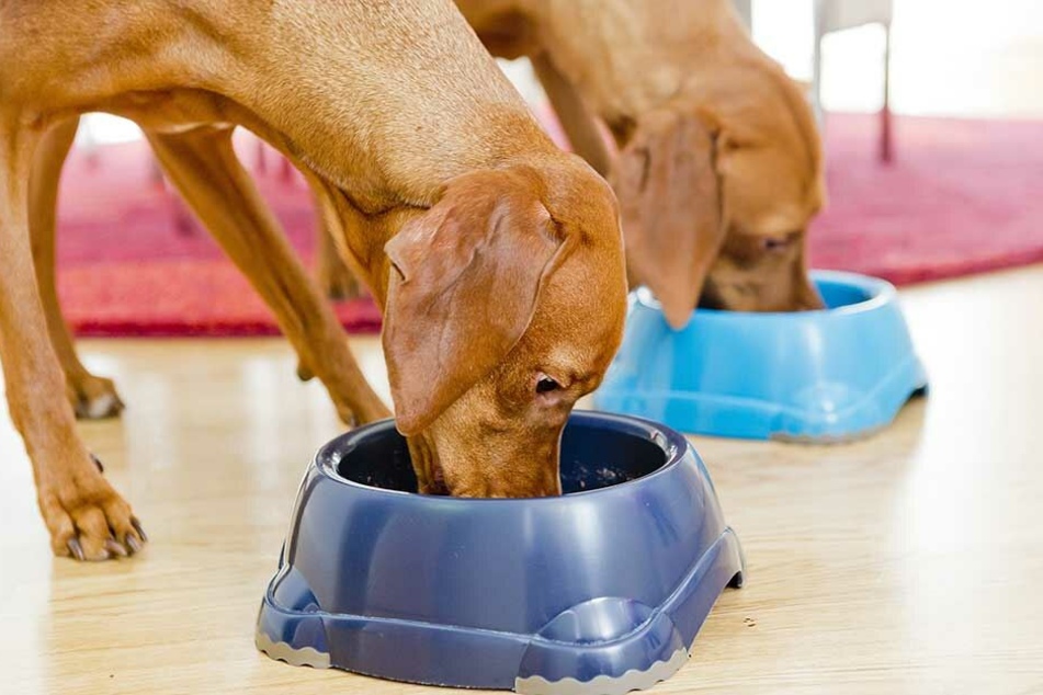 Hunde sollten vor allem das Fressen, was für sie auch gedacht ist. Leckerlies vom Oster-Tisch gehören nicht dazu,
