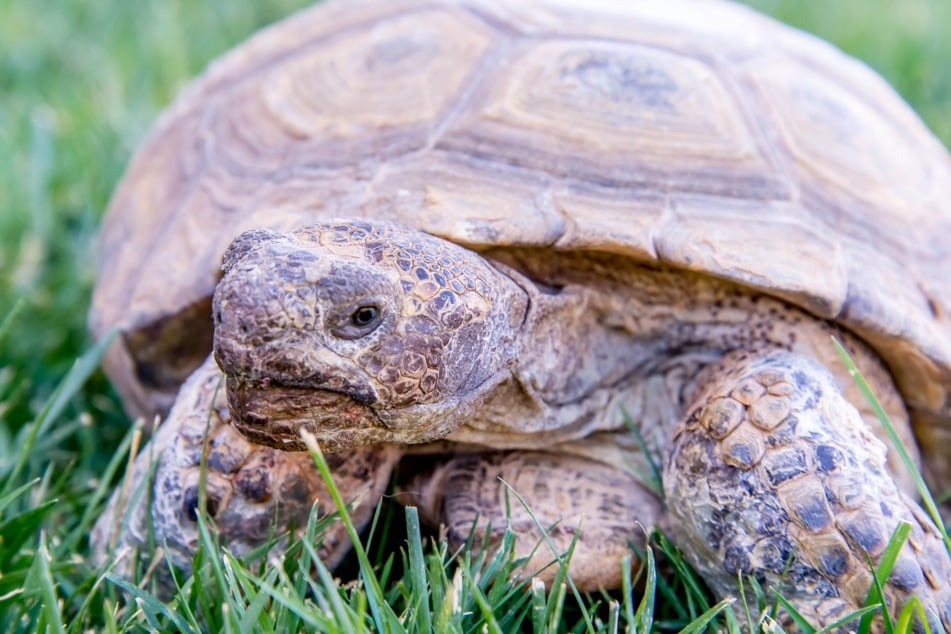 Das Motto von Schildkröten könnte lauten: In der Ruhe liegt die Kraft.