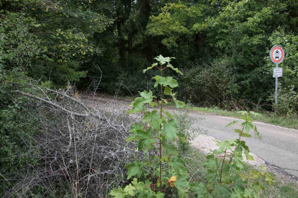 Der Leichnam war in einem Waldgebiet entlang der Landstraße 453 entdeckt worden.