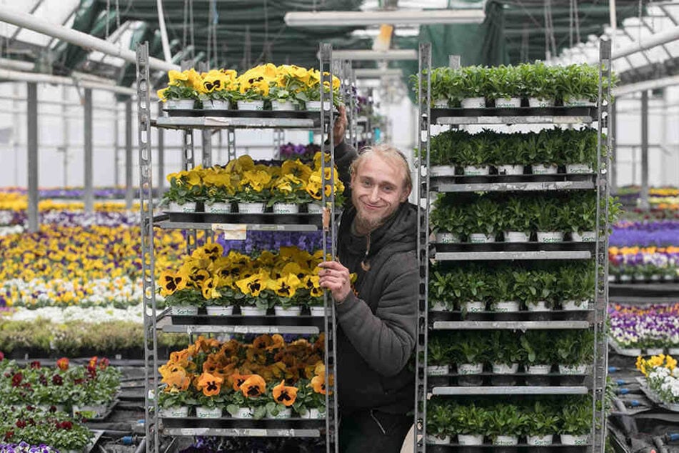 Wohin mit all den Frühblühern? Zierpflanzengärtner Daniel Kühling (27) schiebt die Regale im Gewächshaus der Gartenbau Rülcker GmbH hin und her.
