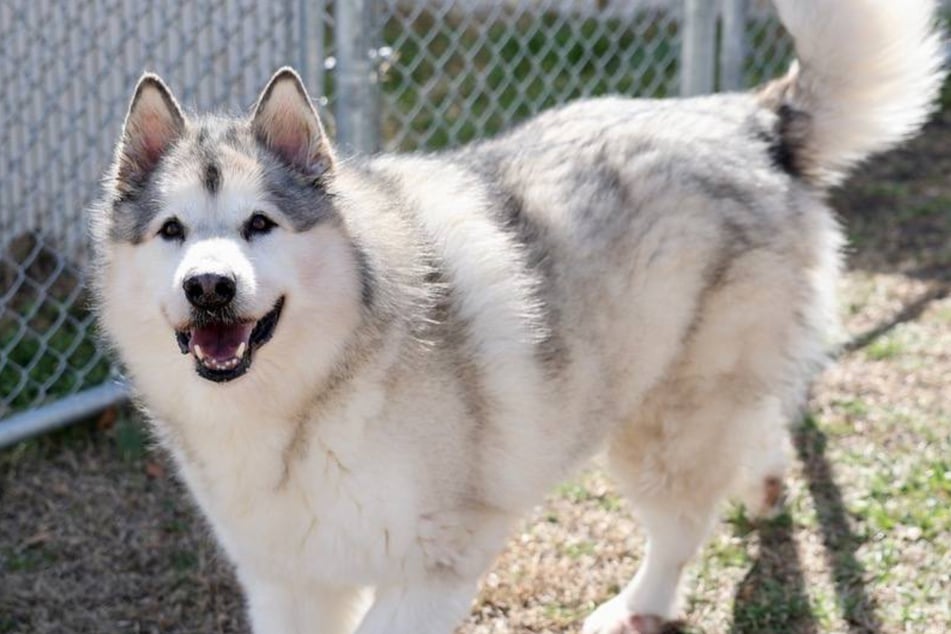 Alaskan Malamute Denali tauchte nach fünf Jahren wieder auf.