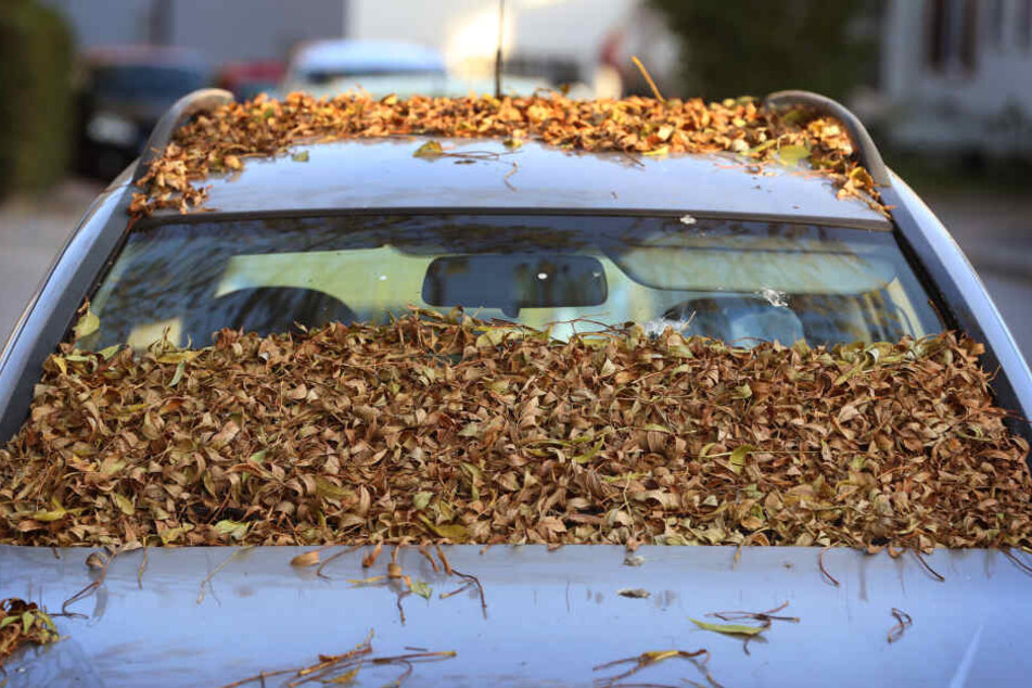 Mit Herbstblättern bedeckt ist die Windschutzscheibe eines parkenden Autos.