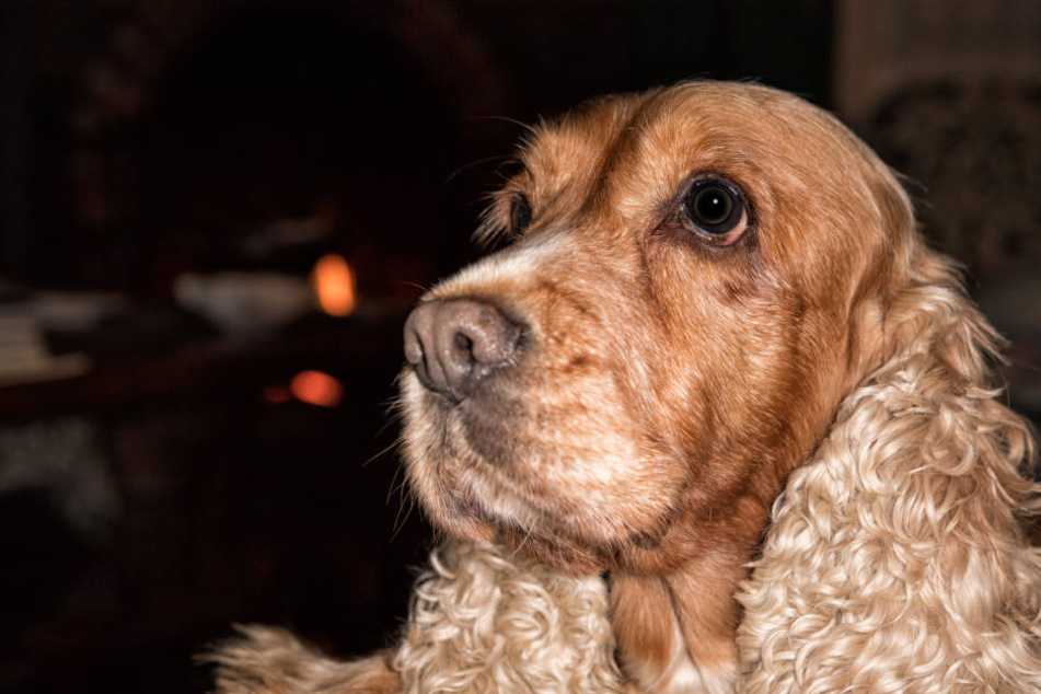 Bei dem Hund handelte es sich um einen Cocker Spaniel. (Symbolbild)