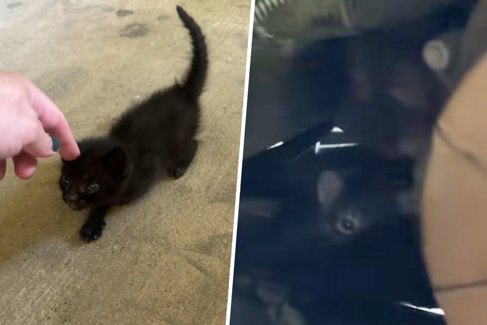 Vier Katzenbabys hatten sich rund um ihren Geländewagen versteckt.