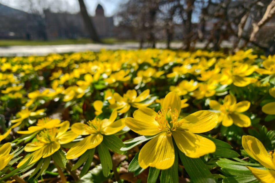 Im Stadthallenpark sprießen die Winterlinge.