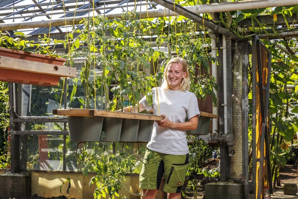 Anleiterin Elisa Baumgarten (38) zeigt die Tomatenpflanzen, die in zwei Richtungen wachsen.