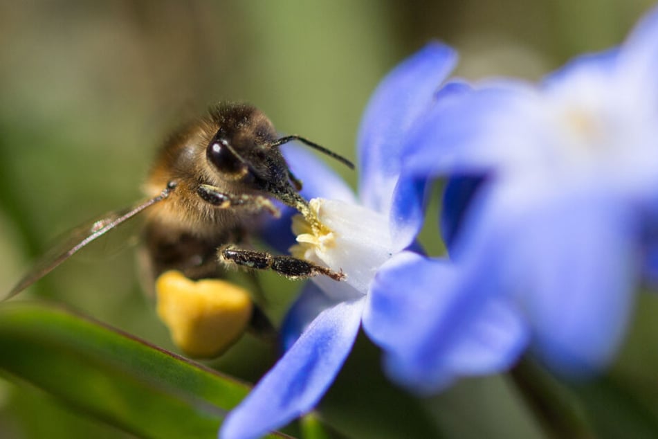 Das Volksbegehren "Rettet die Bienen" stieß in Bayern auf großen Anklang. (Symbolbild)