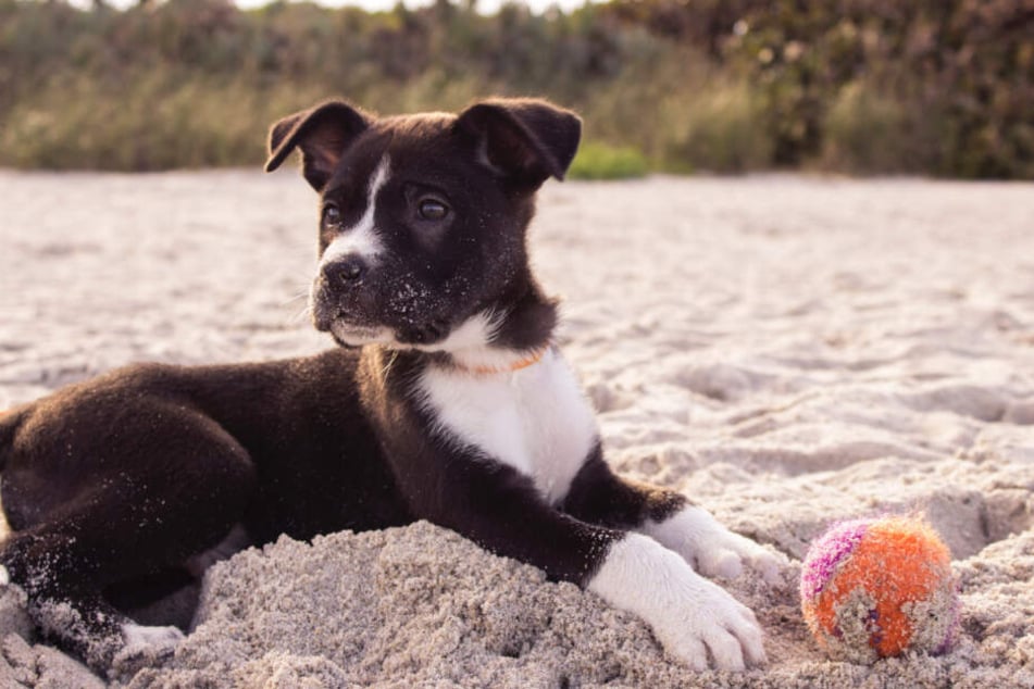 Understanding how dogs see certain colors can help owners choose better toys.