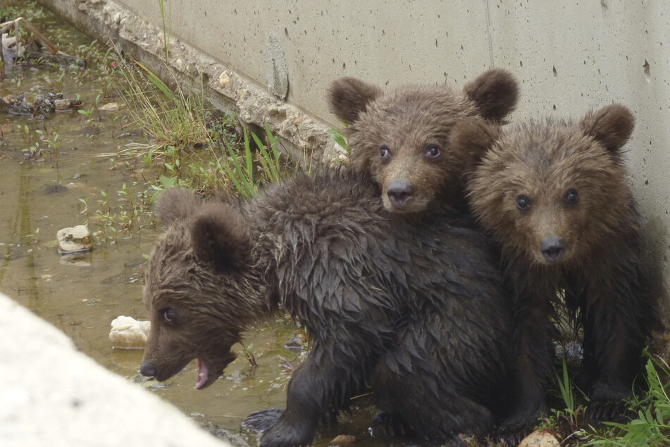 Drei kleine Bärenbabys schafften es nicht mehr ohne menschliche Hilfe aus dem Bewässerungskanal im Norden von Griechenland.