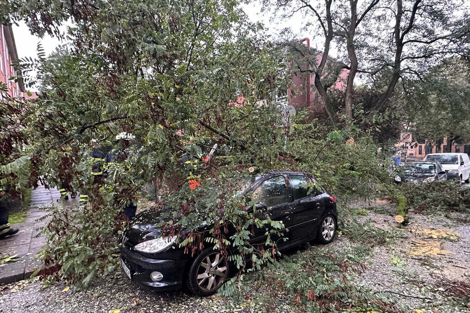 In Hamburg-Altona ist ein Baum auf ein parkendes Auto gekracht.