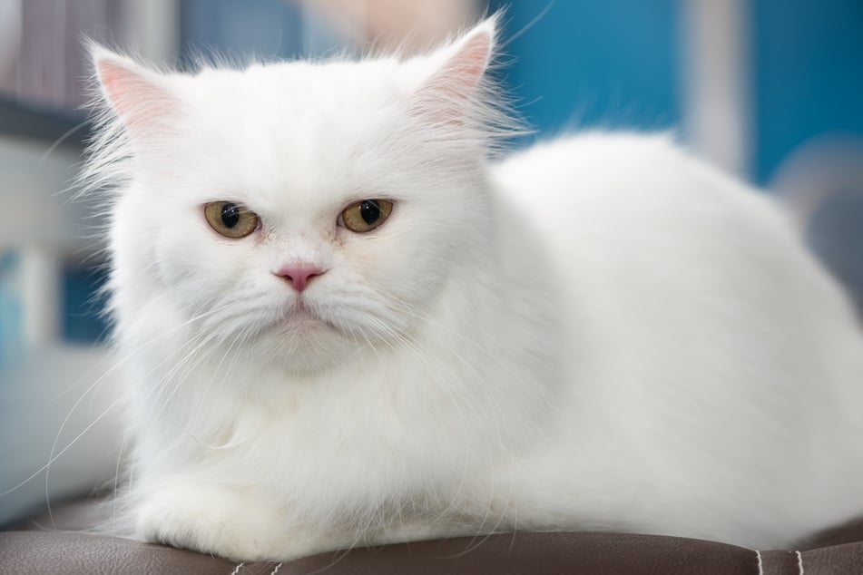 Der oftmals mürrische Gesichtsausdruck von Perserkatzen täuscht. Sie sind eigentlich sehr freundliche und ausgeglichene Langhaarkatzen.