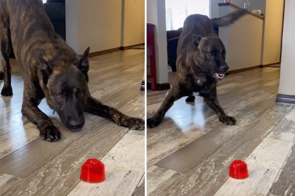 Kerin is a brave police dog, but he's not about to let that Jell-O get too close (collage).