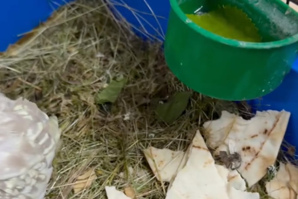 Als Futter hatte man dem Kaninchen und dem Sittich einige Stücke Fladenbrot in den Mini-Käfig geworfen - nebst Wasser, das derart verschmutzt war, dass es sich bereits braun verfärbt hatte.